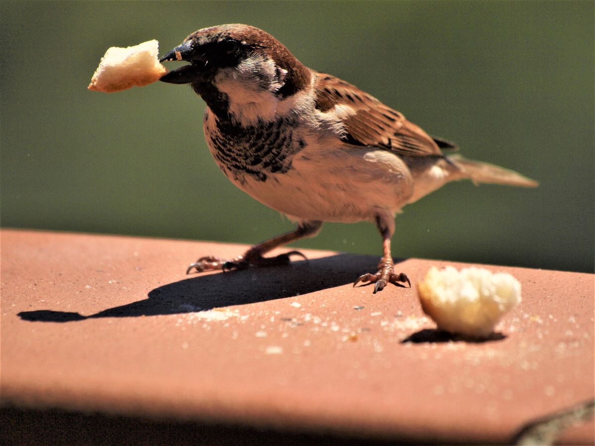 Vaastu tips for wealth and prosperity with practical remedies